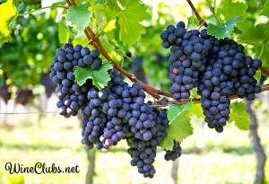 Winery in California where old vine zin is grown