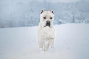 straw or white cane corso