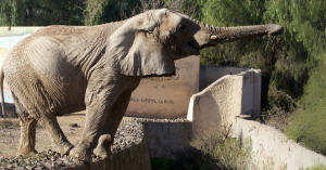 African elephant Kenya stretching her trunk over a moat in her enclosure at Ecoparque Mendoza