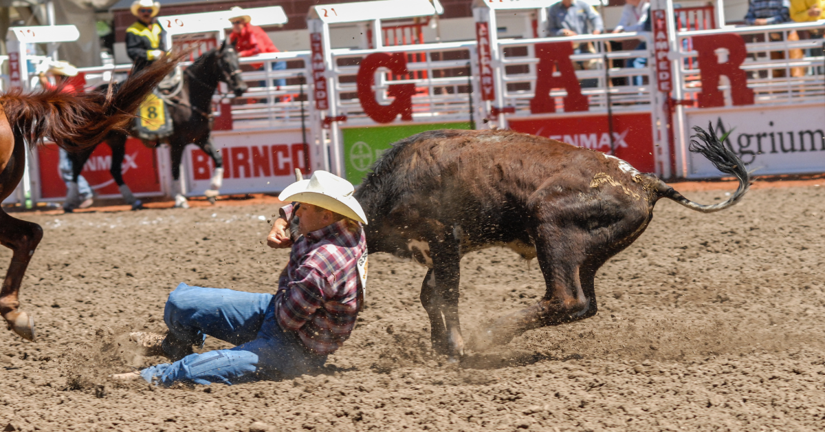 A young steer's neck is twisted back by a rodeo participant at the Calgary Stampede.