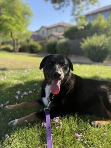 Senior dog Maya is happy and healthy with the help of a Grey Muzzle grant.