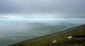  Irish Hill Side with sheep