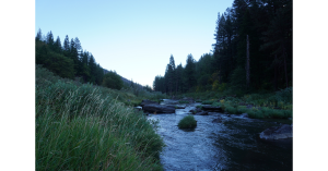 River and surrounding forested ecosystem