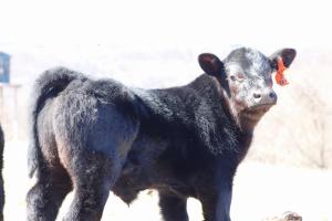 Black Angus calf 3N, sired by JJ Craftsman, looking over shoulder in pasture at Deluisio Angus farm, wearing orange ear tag.