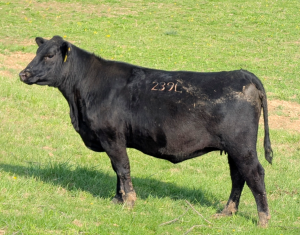 Black Angus heifer 239L, sired by Dignity, standing in green pasture at Deluisio Angus farm, with 239L brand visible on her side.