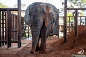 African elephant Kenya walking out of her crate into the barn at Elephant Sanctuary Brazil