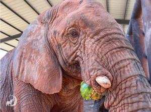 Kenya enjoying a watermelon snack after arriving at Elephant Sanctuary Brazil