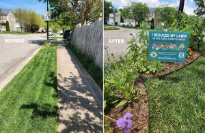 Before-and-after image of a sidewalk strip transformed from turf to a colorful, pollinator-friendly planting. The small space now supports biodiversity and adds curb appeal, showing how easy it is to start reducing your lawn.