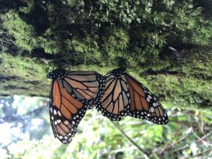 Butterfly Pavilion is protecting and conserving monarchs in North America in partnership with the government of Mexico.