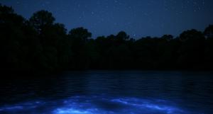 Cover - Bioluminescent waters glowing under a starry sky at Kelly Park East, Florida — a magical summer night scene ideal for eco-tourism adventures