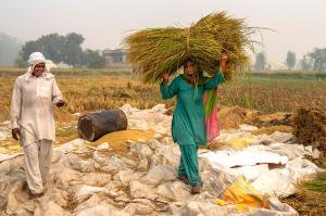 Woman carries harvested crop residue while a farmer walks alongside her in a field in India, practicing sustainable residue management.
