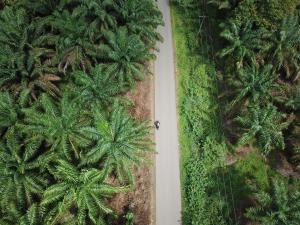 Oil Palm Landscape