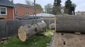 Tree Removal in oak park