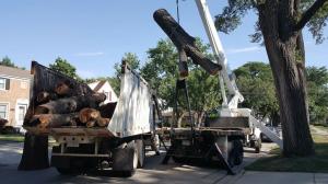 Tree Removal in oak park 2