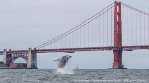 Humpback whale breaching in front of the Golden Gate Bridge in San Francisco