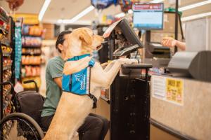 A service dog wearing a vest presents its handler's credit card at the check out counter in a grocery store