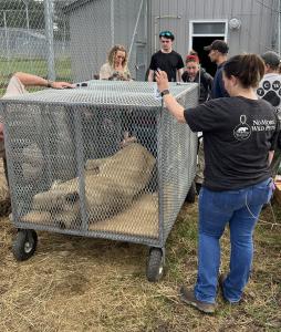 Lion being moved