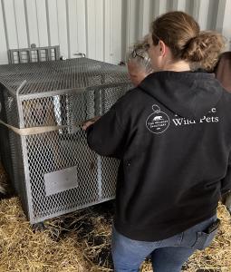 Lion being moved