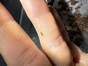 One of the firefly eggs hatched into a tiny larva, confirming successful reproduction and marking the completion of the full firefly lifecycle in captivity — egg, larva, pupa, adult — a feat accomplished by only a handful of institutions across the globe.