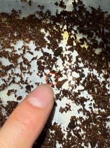 Firefly eggs hatched from adult firefly which also emerged in 2025 after three years under human care at Butterfly Pavilion.