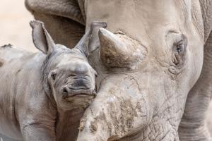 A close-up of a newborn rhino calf pressed against his mother’s horn, with both animals in frame. The calf’s ears are perked and he looks directly at the camera.