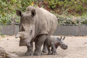 A newborn southern white rhino calf stands beside his mother in a sandy enclosure at Safari West, both facing forward under overhanging green branches.