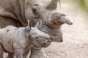 A southern white rhino calf walks beside his mother, both facing the same direction, in a soft, sandy habitat.