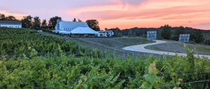 Vineyard landscape at sunset, featuring a tented event space, a white barn, and lush green grapevines along a winding dirt road.