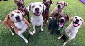 Group of various dogs smiling