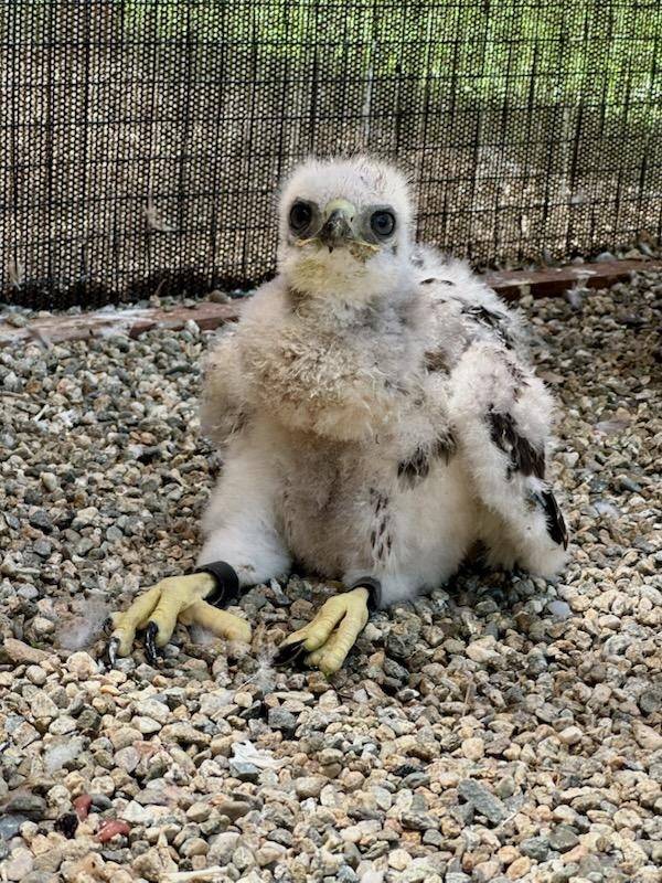 A baby hawk sitting on gravel