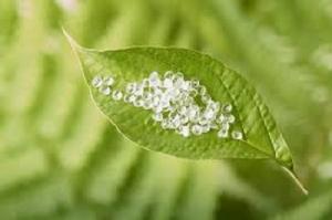 Polylactic Acid Market Key Growth