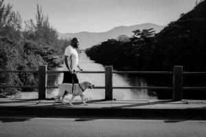 A man walking his harnessed dog on a bridge with the river and foliage in the background.
