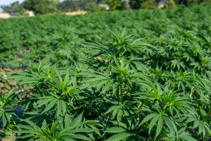 Young hemp plants of 2025 harvest