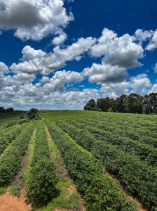 Orbis Coffee 2025 Brazil Harvest