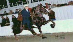 Marty Irby Tennessee Walking Horse