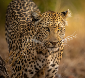African Leopard, symbol of stealth, strategy, intelligence, royalty, and spiritual protection