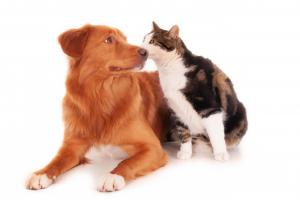 Pet Supplements