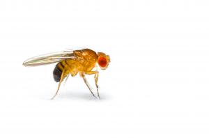 For more than a century, the common fruit fly has been critical to scientists.