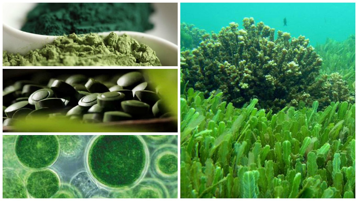 Microalgae Market