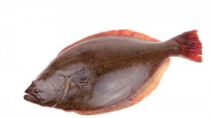 Halibut Industry Analysis