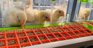 Chicks in Hatching Time brooder eating feed
