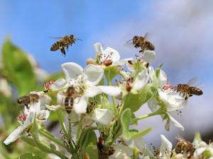 pollinator plants