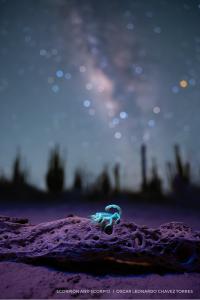 A glowing scorpion perched on the dried remains of a fallen cactus, its curled tail raised, under a star-filled night sky with a visible constellation overhead.