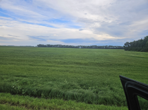 Field of AOSCA certified flax seed - linore golden omega - production in Carrington, ND in 2025