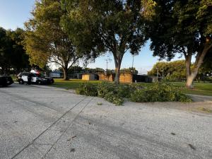 The tree branch that fell onto Mr. Robinson at El Dorado Park in Long Beach