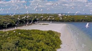 a flock of white sea birds flies over a green island and coastal shores.