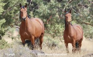 Devil's Garden wild horses