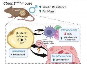 Graph showing how B-catenin deficiency impacts Fat Mass in mice.