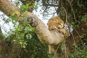 Volcanoes Safaris Big Cat Photography 1
