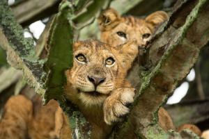 Volcanoes Safaris Big Cat Photography 2